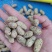 精品花生干鲜均有各种规格齐全货量充足量大价优对接市场加工厂