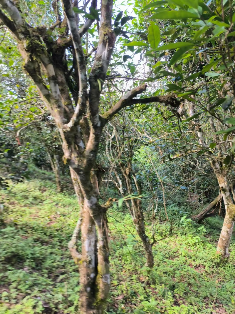 云南普洱生茶，倚邦中小叶种乔木生茶，量大从优，货真价实，