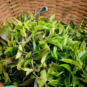 云南普洱生茶，倚邦中小叶种乔木生茶，普洱茶茶叶货真价实