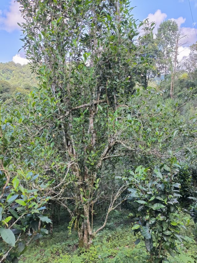 云南普洱生茶，倚邦中小叶种乔木生茶，普洱茶茶叶货真价实