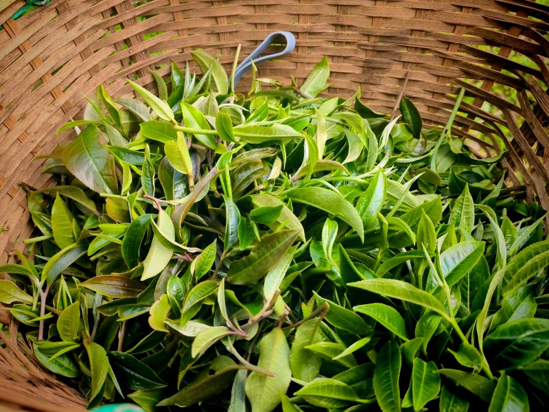 云南普洱生茶，倚邦中小叶种乔木生茶，普洱茶茶叶货真价实
