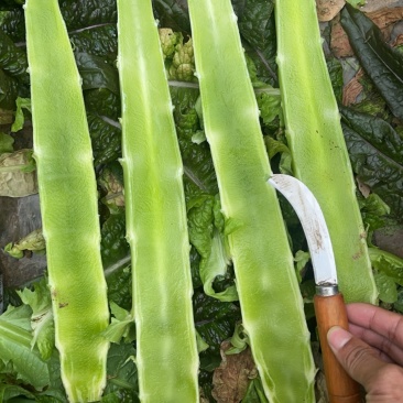 大棚红尖叶，无空，无花，无台，55公分左右，肉绿