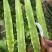 大棚红尖叶，无空，无花，无台，55公分左右，肉绿