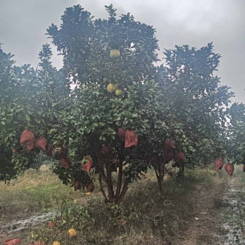 精品推荐丛生香泡树基地一手货源直发大量供应可视频