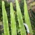 大棚红尖叶，无空，无花，无台，55公分左右，肉绿