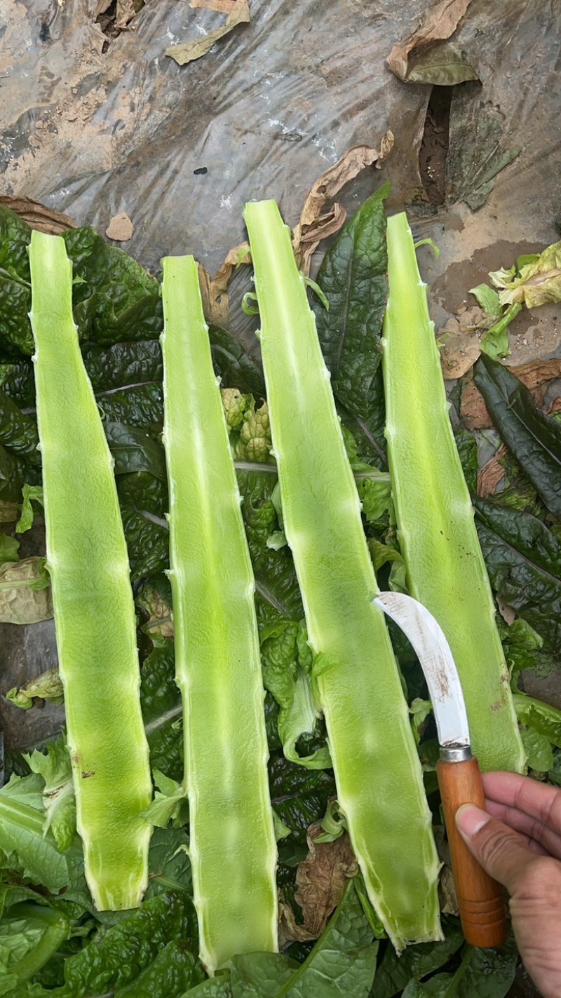 大棚红尖叶，无空，无花，无台，55公分左右，肉绿