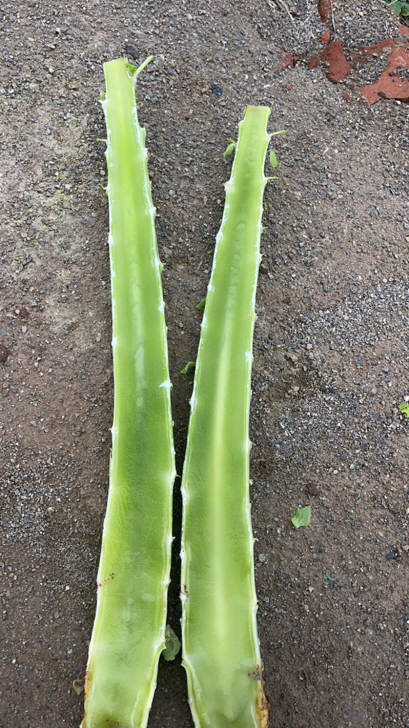 大棚红尖叶，无空，无花，无台，55公分左右，肉绿