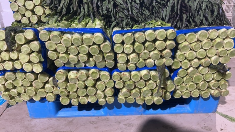 大棚红尖叶，无空，无花，无台，55公分左右，肉绿