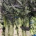 大棚红尖叶，无空，无花，无台，55公分左右，肉绿