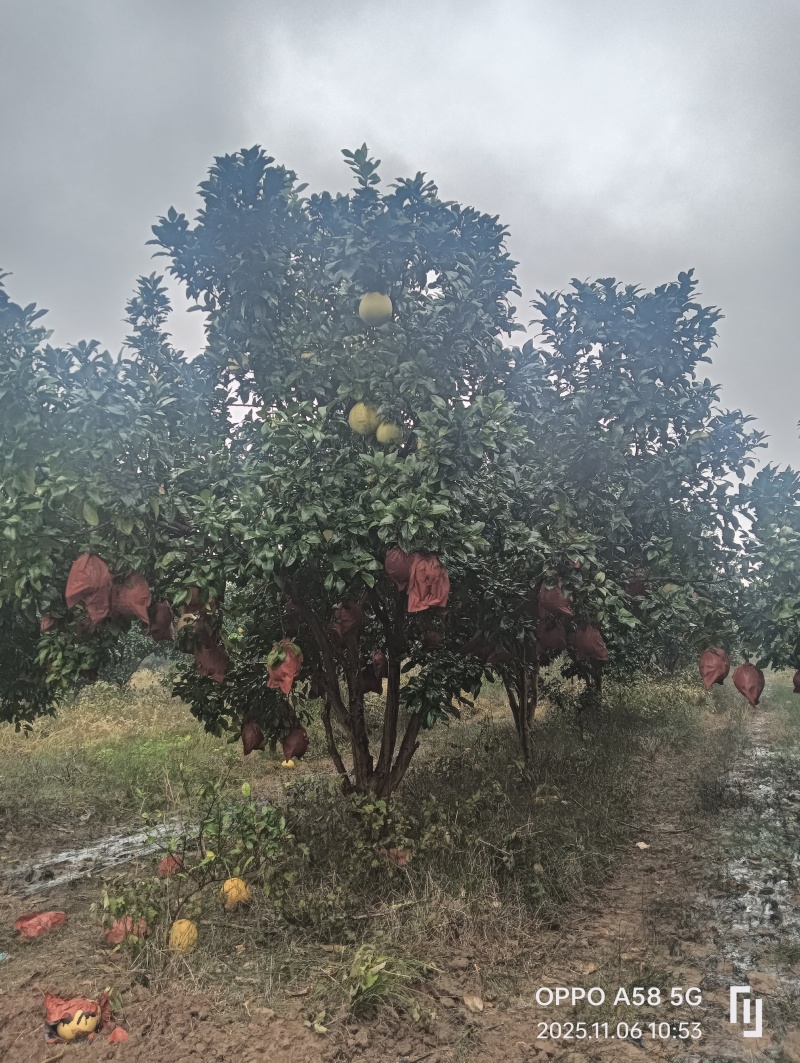 精品推荐丛生香泡树基地一手货源直发大量供应可视频