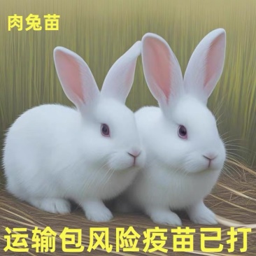 兔苗规格齐全养殖基地直发提供技术指导