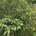 春花八角广西古龙一级春花，足干无硫，品质好，超值
