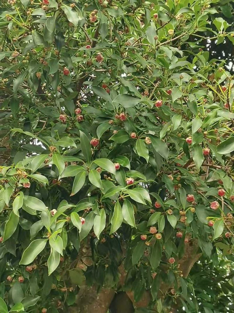 春花八角广西古龙一级春花，足干无硫，品质好，超值