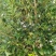 春花八角广西古龙一级春花，足干无硫，品质好，超值