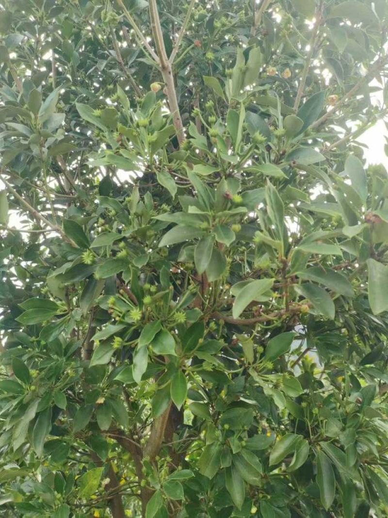 春花八角广西古龙一级春花，足干无硫，品质好，超值