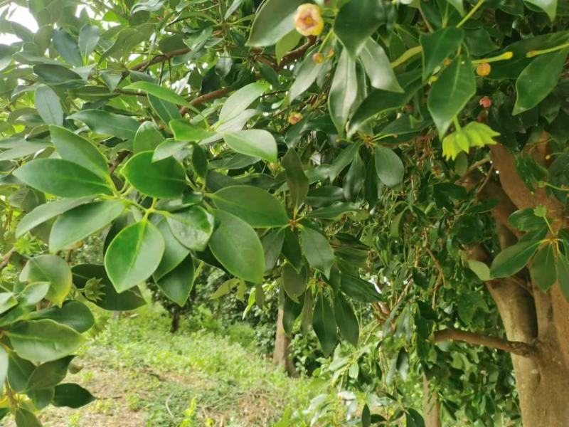 春花八角广西古龙一级春花，足干无硫，品质好，超值