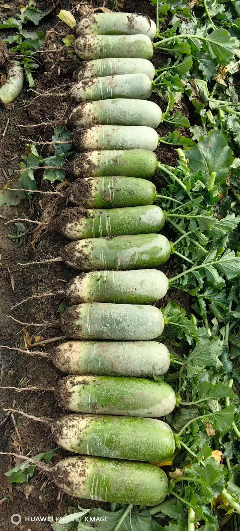 紫美冰激凌，水果萝卜，凤梨萝卜新鲜上市，低价供应！