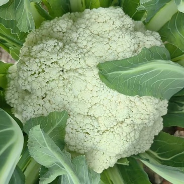 本地有机花菜