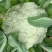 本地有机花菜