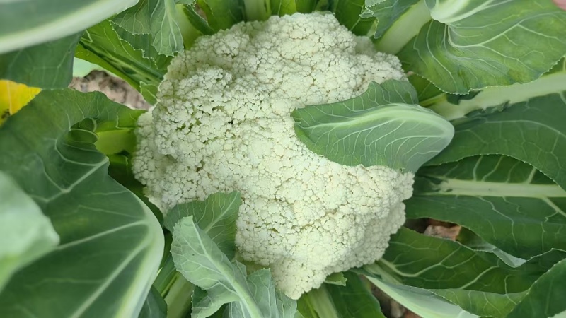 本地有机花菜