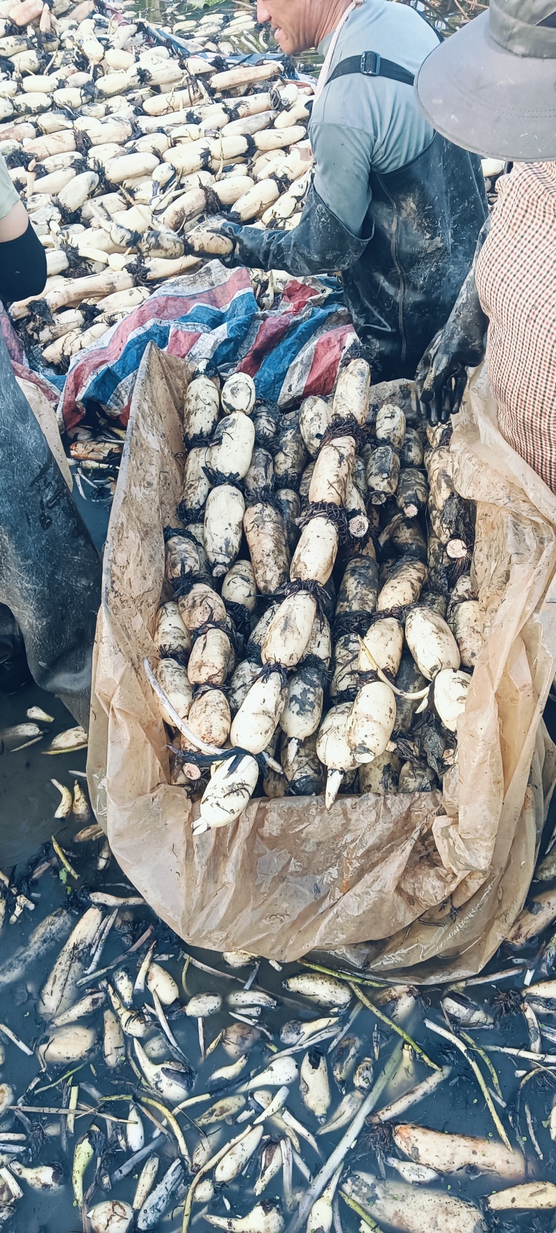 东营现采白莲藕对接团购批发市场支持食品验货