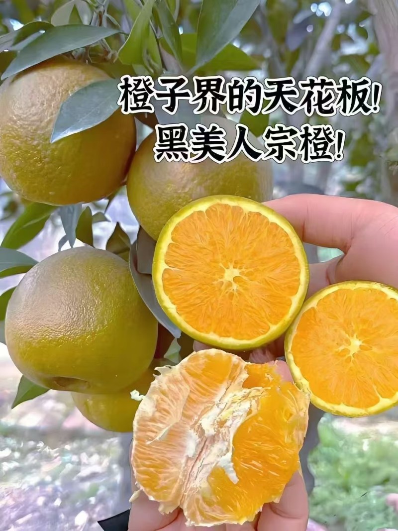 棕橙巧克力橙黑美人橙子秭归脐橙
