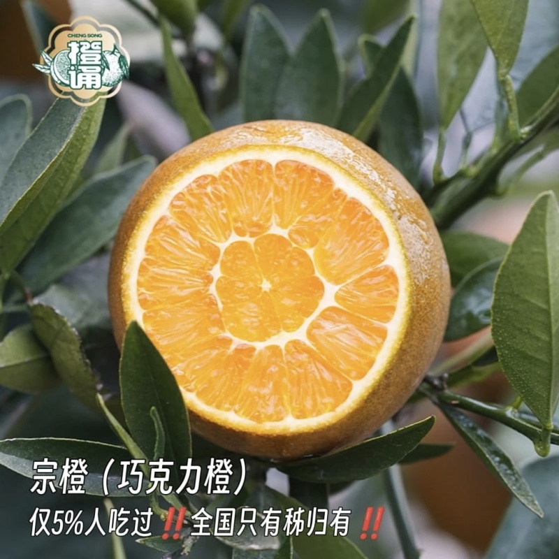 棕橙巧克力橙黑美人橙子秭归脐橙