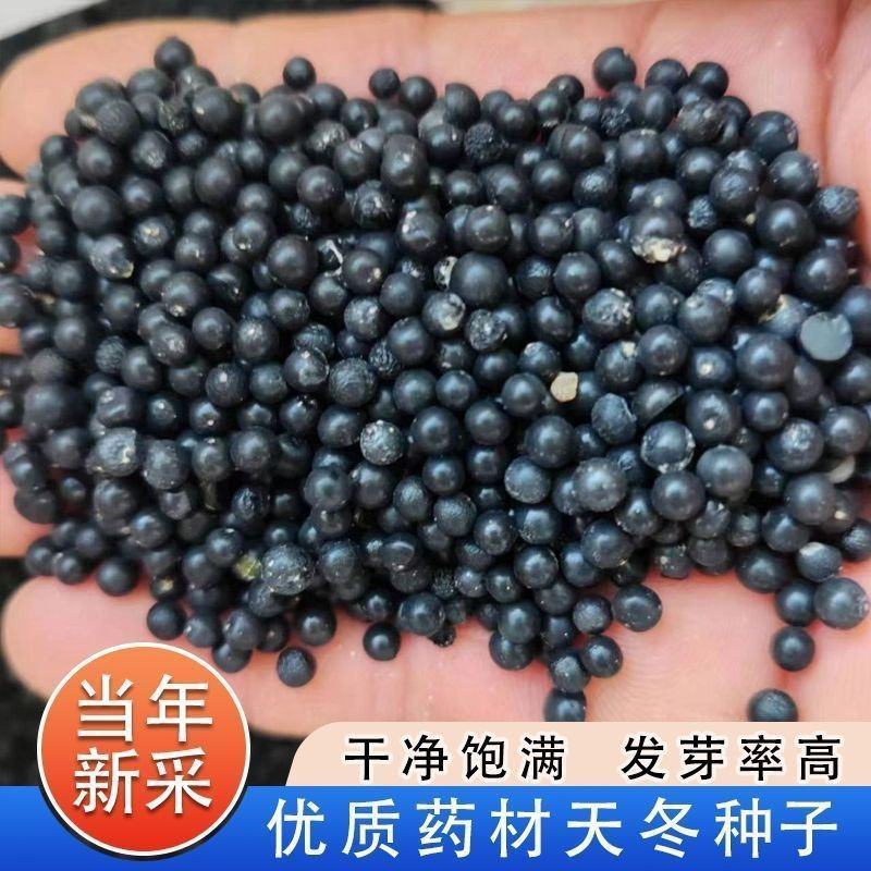 大天冬种子正宗天门冬种子高产改良天冬种籽种苗中药材天门冬