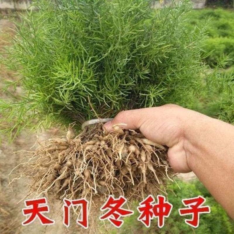 大天冬种子正宗天门冬种子高产改良天冬种籽种苗中药材天门冬