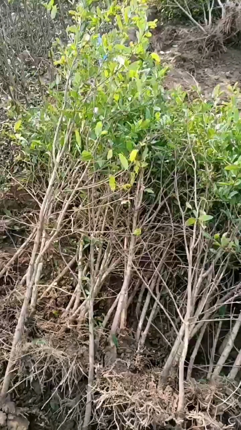石榴树，突尼斯软籽石榴树