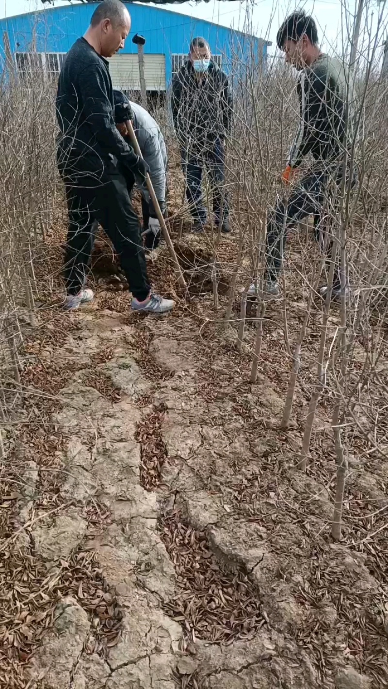 石榴树，突尼斯软籽石榴树