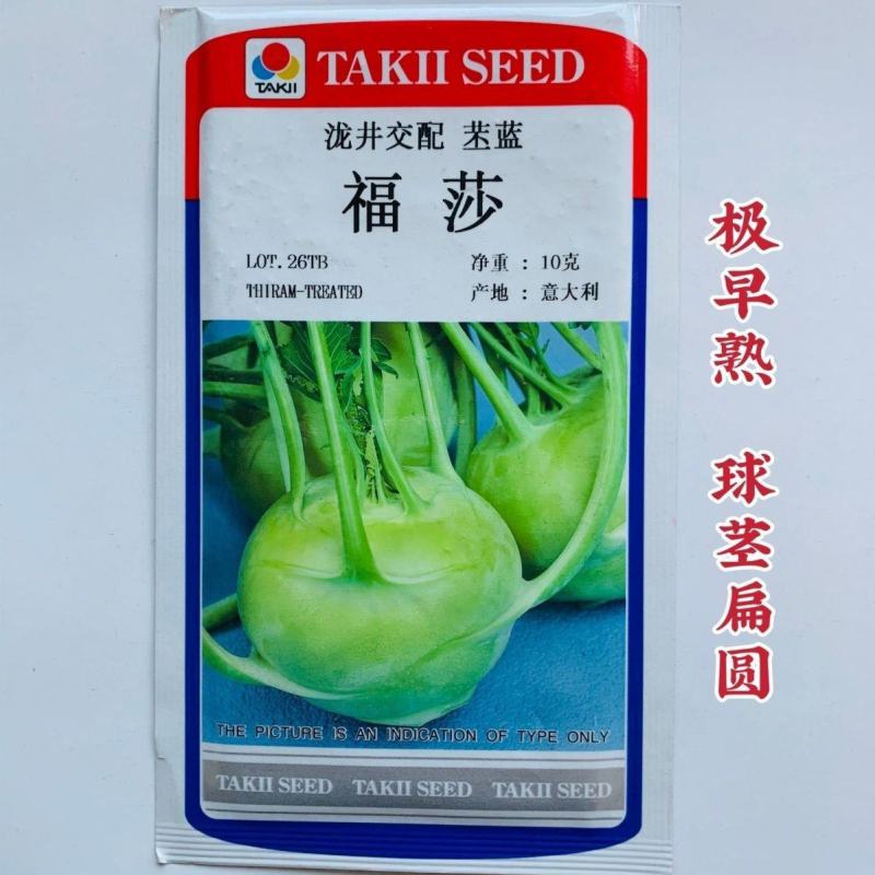 福莎苤蓝泷井交配苤蓝极早熟耐抽苔脆甜苤兰糠心晚品质好