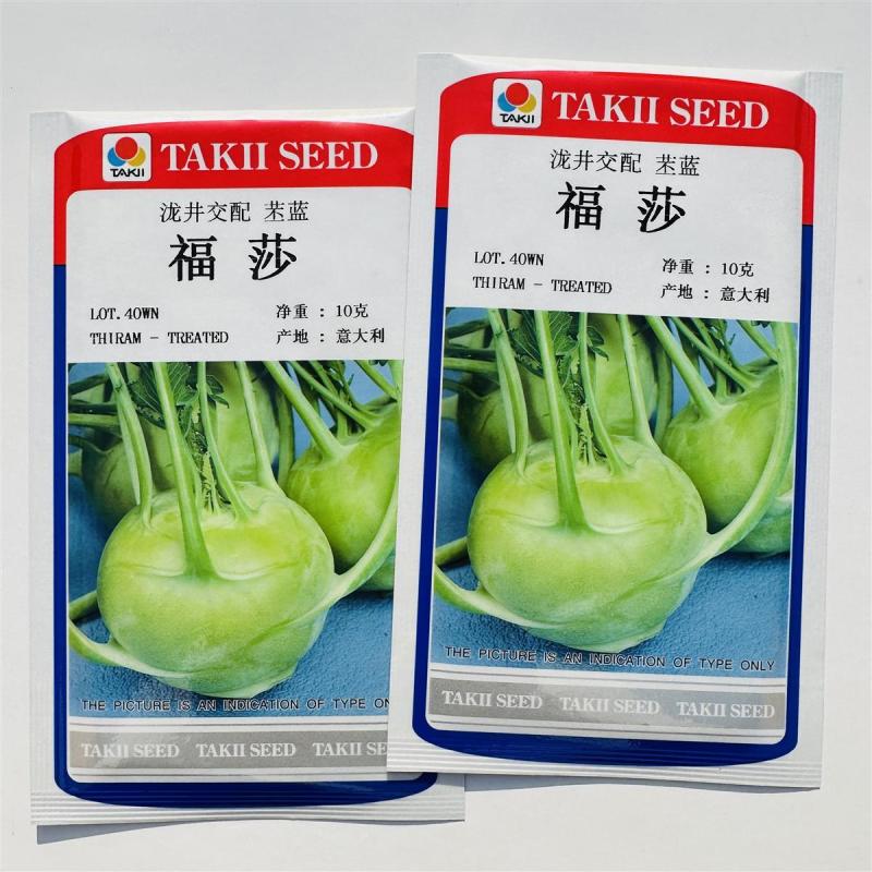 福莎苤蓝泷井交配苤蓝极早熟耐抽苔脆甜苤兰糠心晚品质好
