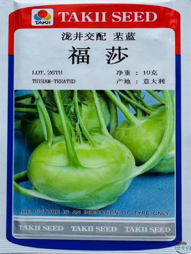 福莎苤蓝泷井交配苤蓝极早熟耐抽苔脆甜苤兰糠心晚品质好