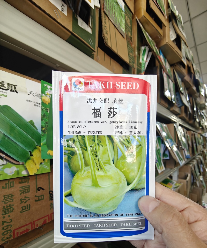 福莎苤蓝泷井交配苤蓝极早熟耐抽苔脆甜苤兰糠心晚品质好