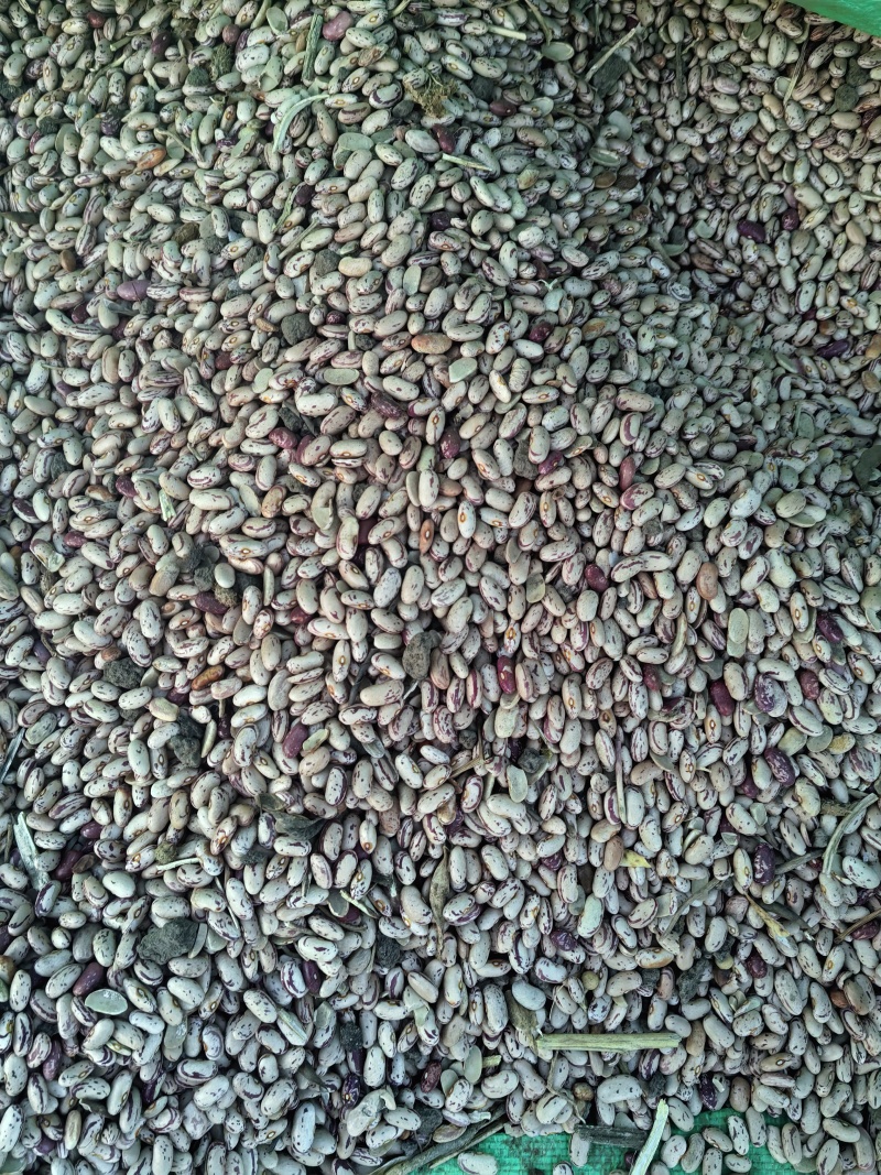 芸豆，奶白花