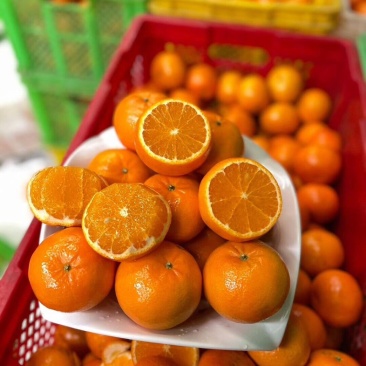 【热卖中】广西崇左市扶绥县万亩沃柑种植地已全面上市