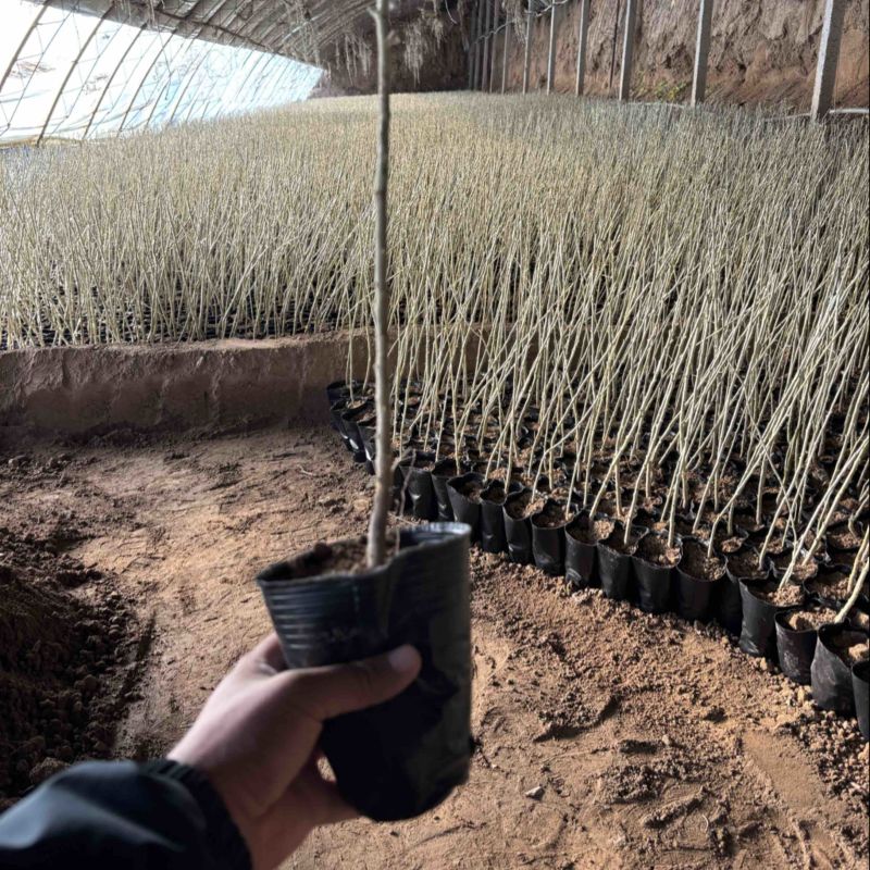 沙枣杯苗大量出售中
