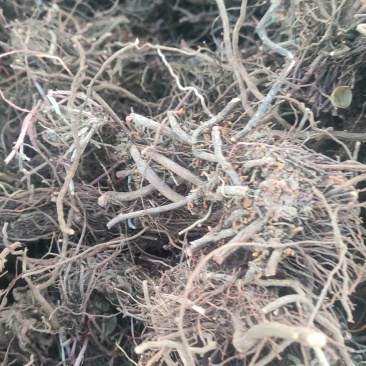 茜草