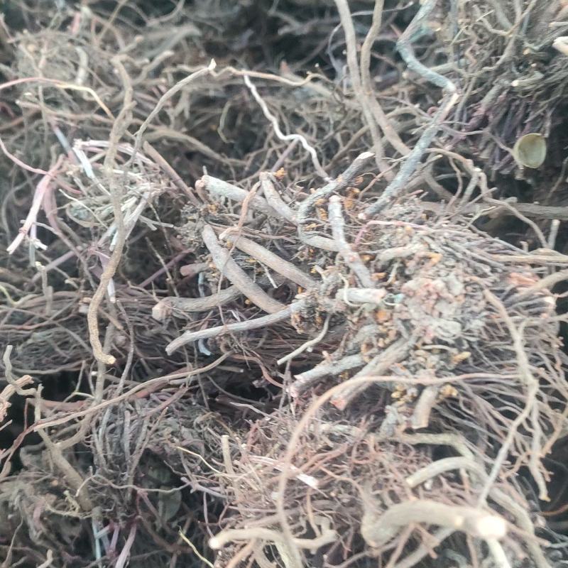 茜草