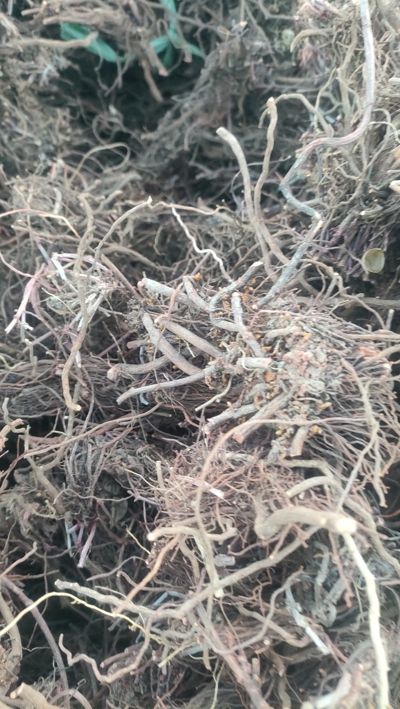 茜草