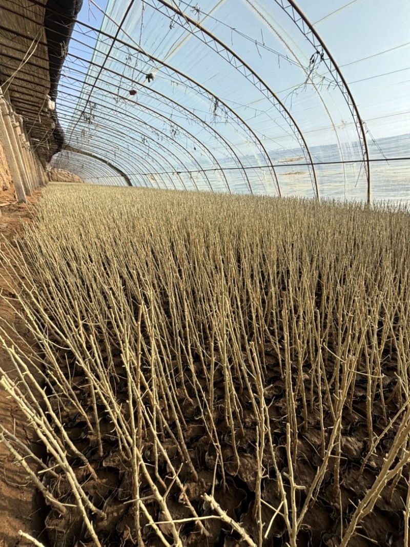 沙枣杯苗大量出售中