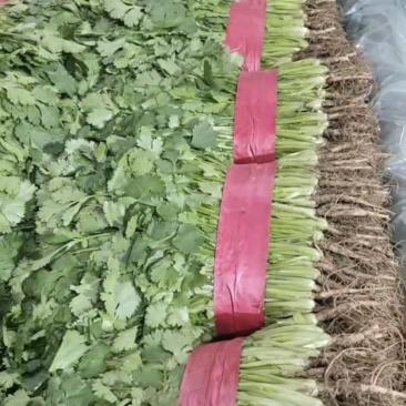 精品香菜，无黄叶，高度合适，货源充足