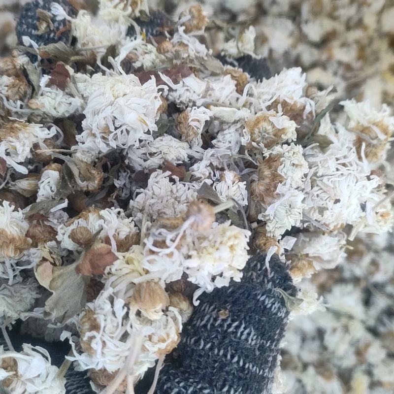 菊花祁菊祁菊花