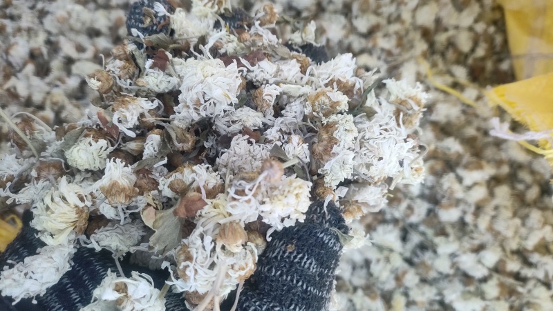菊花祁菊祁菊花