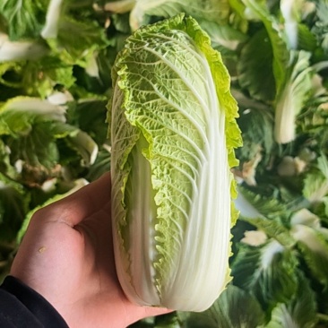 大娃娃菜