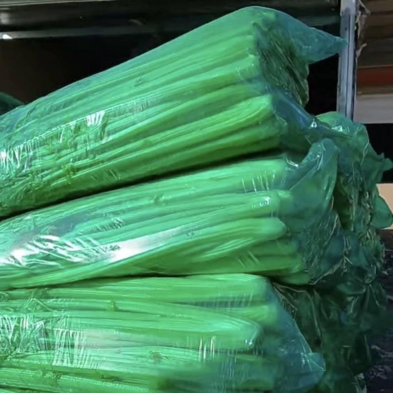 河北昌黎芹菜大量上市了货源充足质量好价格便宜，