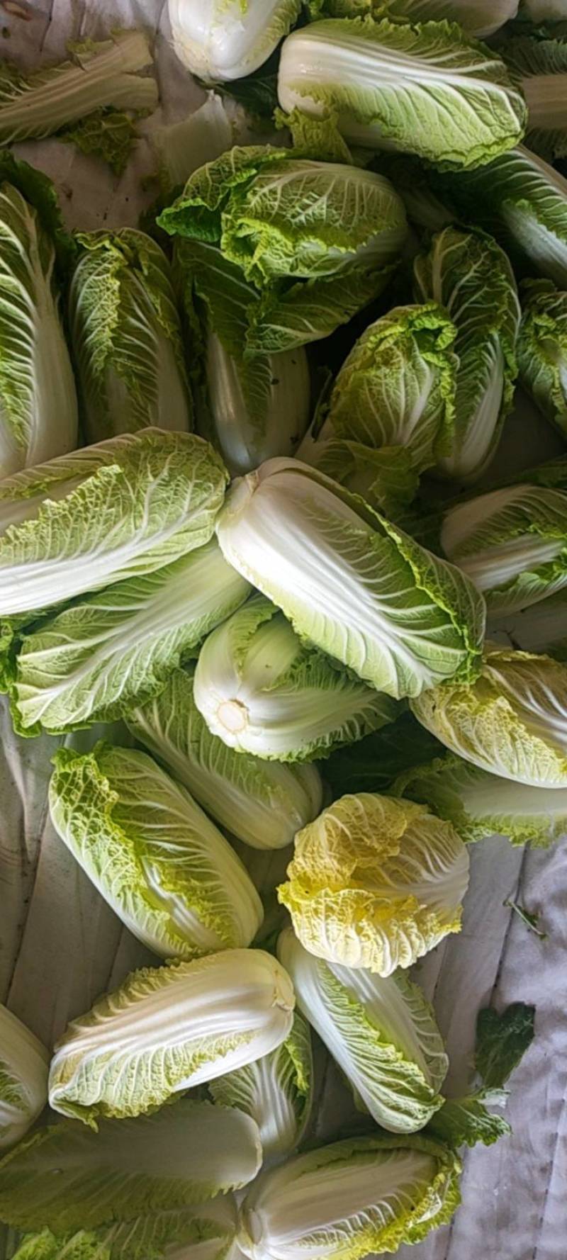 大娃娃菜