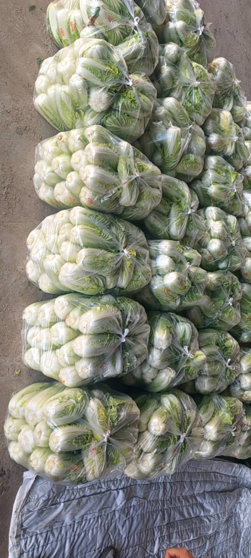 大娃娃菜