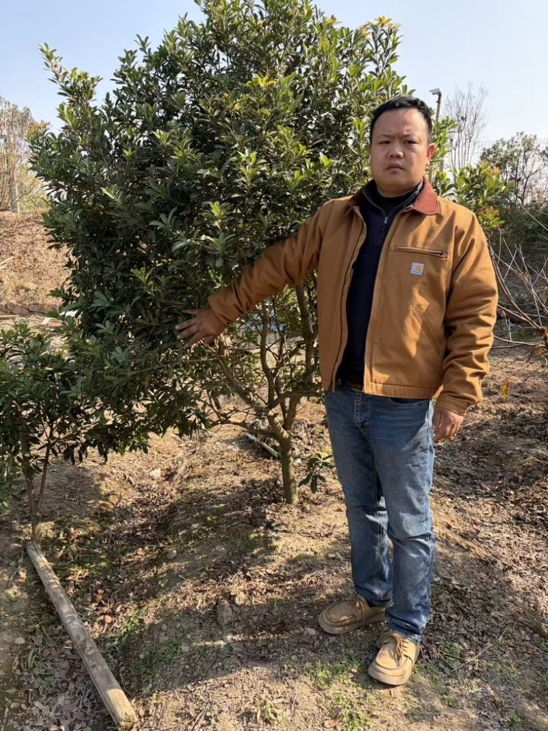 杨梅树七公分以上发货